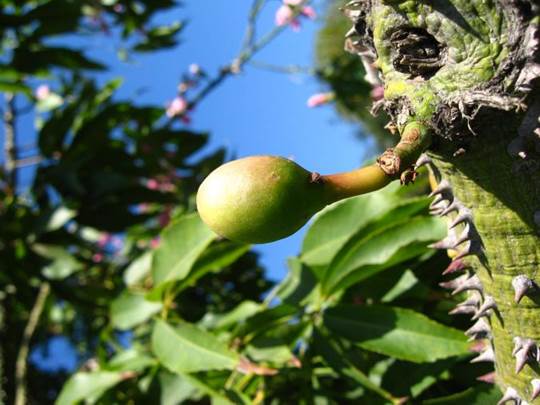 Descripci�n: C:\Users\amdx6\Desktop\Ceiba speciosa. P. Araucano   FJA (6).JPG