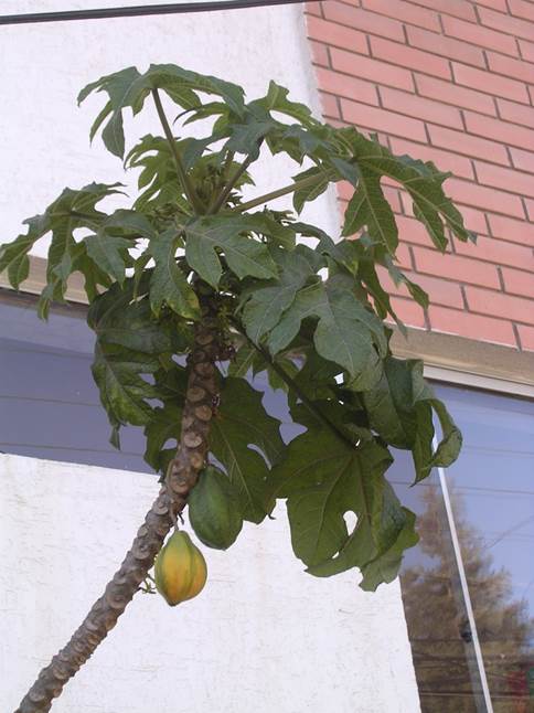 Descripcin: D:\flores x genero\flora generos por alfabeto\fotos a-c\Carica\carica candamarcensis.JPG