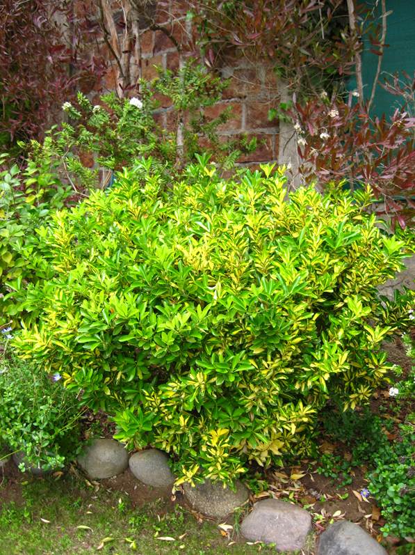 Descripción: F:\JM-disco duro\Vasculares x familia-todas\angiospermas-fotos-icon-textos\CELASTRACEAE NATIVAS Y EXOTICAS\Euonymus japonicus FJA (2).JPG