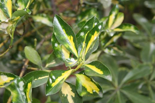 Descripción: F:\JM-disco duro\Vasculares x familia-todas\angiospermas-fotos-icon-textos\CELASTRACEAE NATIVAS Y EXOTICAS\Eunymus japonicus FJMB (5).JPG