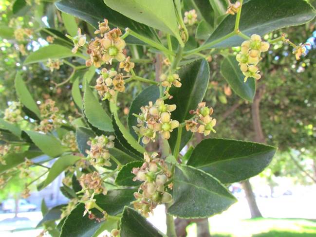 Descripción: D:\flores x genero\Ornamentales varias\Jardines y parques\plaza deTalca\IMG_6846 euonymus japonicus.JPG