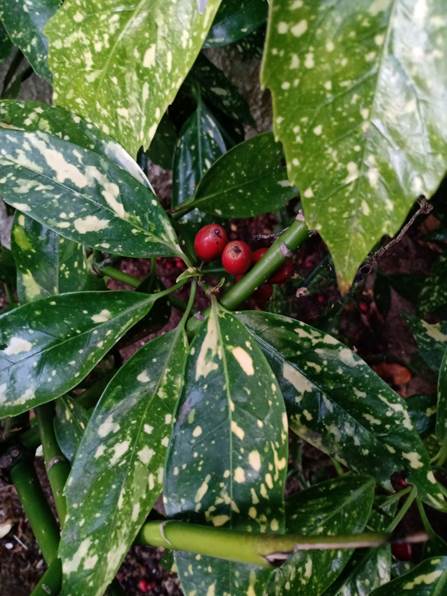 Descripcin: D:\flores x genero\Ornamentales varias\Ornamentales\Angio-Dic-A-c\aucuba\Aucuba japonica (3).jpg