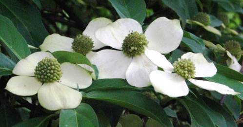Descripción: D:\flores x genero\Ornamentales varias\Ornamentales\Angio-Dic-A-c\cornus\cornus-capitata-2.jpg