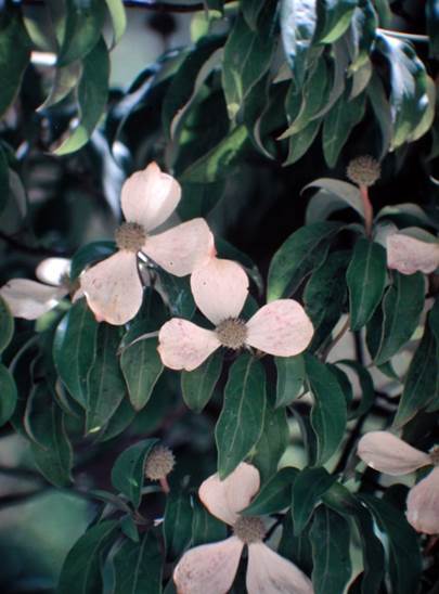 Descripción: G:\JM-disco duro\Vasculares x familia-todas\FOTOS\FOTOS CARPETAS DISCO ORIGINAL (SIN ORDEN)\CORNACEAE EXOTICAS DE CHILE DCJMB54\Cornus capitata JMB76.JPG