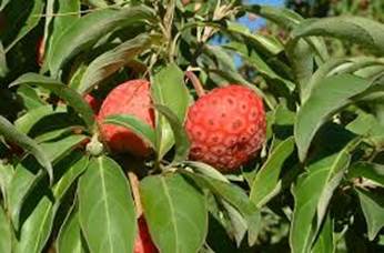 Descripción: D:\flores x genero\Ornamentales varias\Ornamentales\Angio-Dic-A-c\cornus\cornus capitata 1.jpg