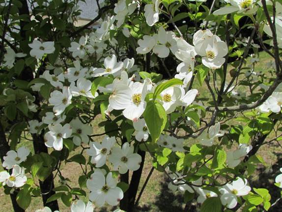 Descripcin: D:\flores x genero\Ornamentales varias\Ornamentales\Angio-Dic-A-c\cornus\Cornus florida cf (4).JPG