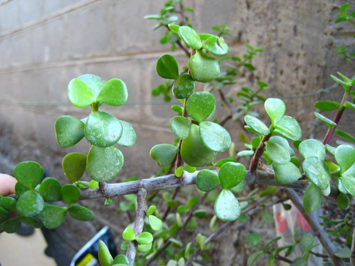 Descripción: D:\JM-disco duro\Vasculares x familia-todas\angiospermas-fotos-icon-textos\portulacaceae y Montiaceae\PORTULACACEAE EXOTICAS\Portulacaria afra FJA (5).jpg