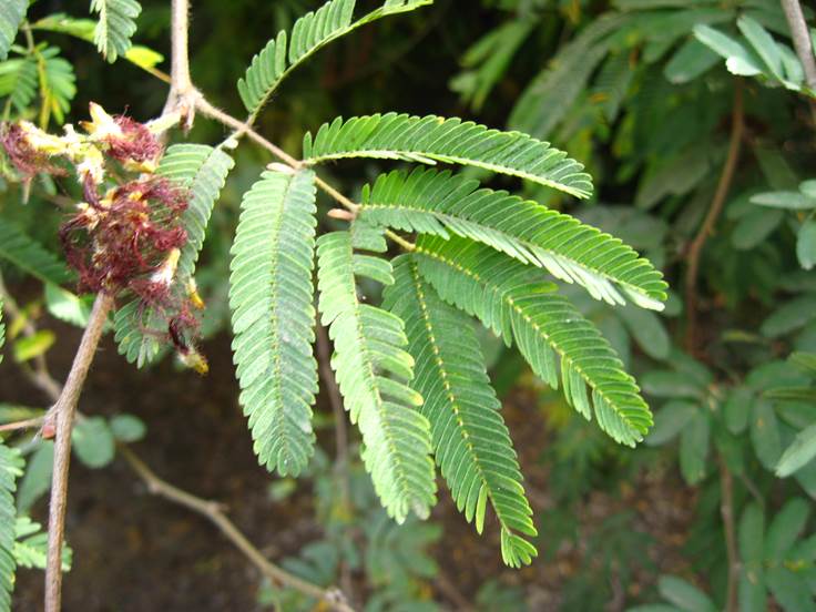 Descripcin: D:\JM-disco duro\Vasculares x familia-todas\angiospermas-fotos-icon-textos\Fabaceae\FABACEAE EXOTICAS\Calliandra tweedii   FJA (5).jpg