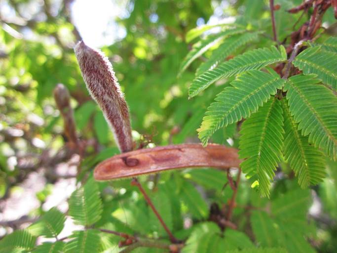 Descripcin: D:\JM-disco duro\Vasculares x familia-todas\FOTOS\FOTOS  CARPETAS DISCO ORIGINAL (SIN ORDEN)\FLORA DE TODO  (Guardado Disc. Duro Externo)  DCJMB433\Calliandra tweedii  FW6171.jpg