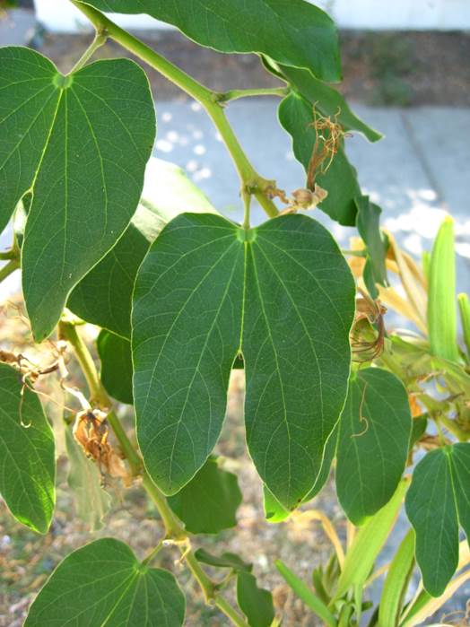 Descripci�n: D:\JM-disco duro\Vasculares x familia-todas\angiospermas-fotos-icon-textos\Fabaceae\FABACEAE EXOTICAS\Bahuinia forficata pruinosa  FJA  (3).JPG