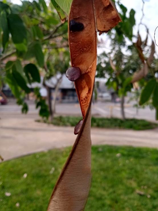 Descripci�n: D:\flores x genero\Ornamentales varias\Ornamentales\flora  ornamental\Bauhinia  forficata Link.  ssp.  pruinosa  (2).jpg