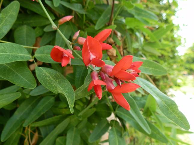 Descripci�n: https://1.bp.blogspot.com/-ObVSVcl_x_I/U6V88ljc1AI/AAAAAAAAAsM/39TPUfNxS-o/s1600/Fabaceae,+Camptosema+rubicundum,+M%C3%A1laga,+Parque+del+Oeste,+20-06-2014+(2).JPG