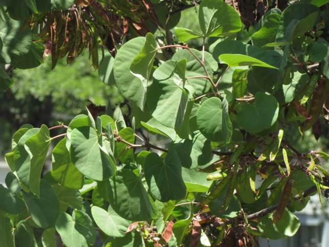 Descripci�n: D:\flores x genero\Ornamentales varias\Ornamentales\flora  ornamental\Cercis siliquastrum (2).JPG