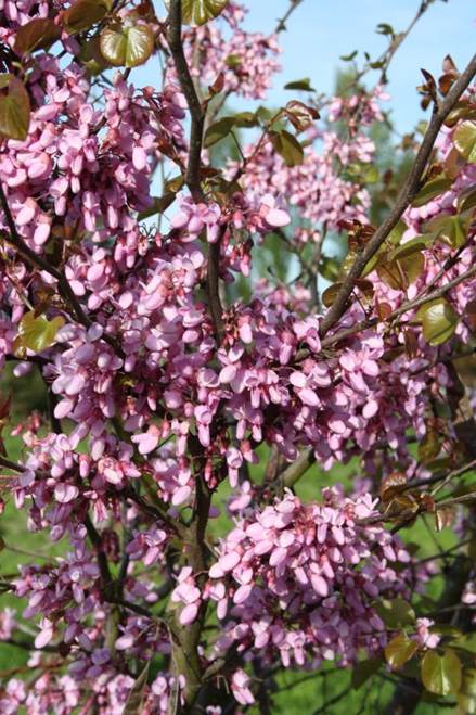 Descripci�n: D:\JM-disco duro\Vasculares x familia-todas\angiospermas-fotos-icon-textos\Fabaceae\FABACEAE EXOTICAS\Cercis siliquastrum   FJMB (4).jpg