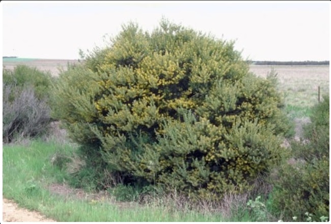 Descripción: Descripción: C:\Users\amdx6\Desktop\acacia brachybothrya.jpg