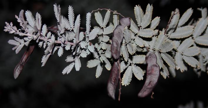 Descripci�n: D:\JM-disco duro\Vasculares x familia-todas\angiospermas-fotos-icon-textos\Fabaceae\FABACEAE EXOTICAS\Acacia baileyana  Vicu�a Noviembre del 2012 FJMB (2).JPG