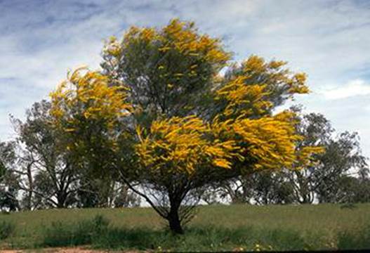 Descripción: photo © ANBG