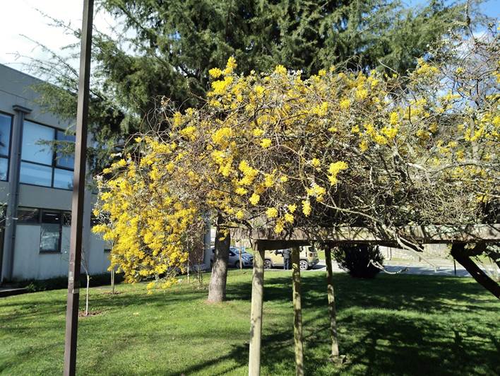 Descripción: Descripción: Descripción: Descripción: D:\flores x genero\Ornamentales varias\Ornamentales\Jardines y parques\campus UDEC-conc-ornamentales-08-2019\acacia cultriformis (1).jpg