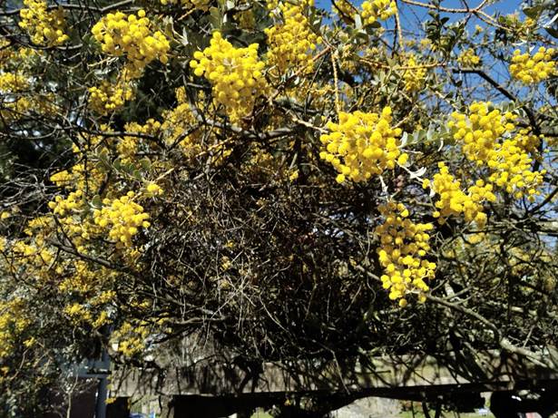 Descripción: Descripción: Descripción: Descripción: D:\flores x genero\Ornamentales varias\Ornamentales\Jardines y parques\campus UDEC-conc-ornamentales-08-2019\acacia cultriformis (2).jpg