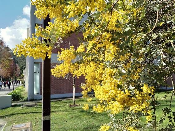 Descripción: Descripción: Descripción: Descripción: D:\flores x genero\Ornamentales varias\Ornamentales\Jardines y parques\campus UDEC-conc-ornamentales-08-2019\acacia cultriformis (3).jpg