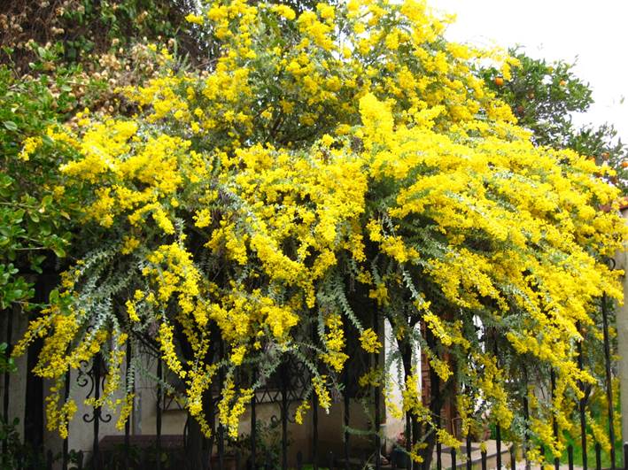 Descripción: Descripción: Descripción: Descripción: D:\JM-disco duro\Vasculares x familia-todas\angiospermas-fotos-icon-textos\Fabaceae\FABACEAE EXOTICAS\Acacia cultriformis FJA (2).JPG