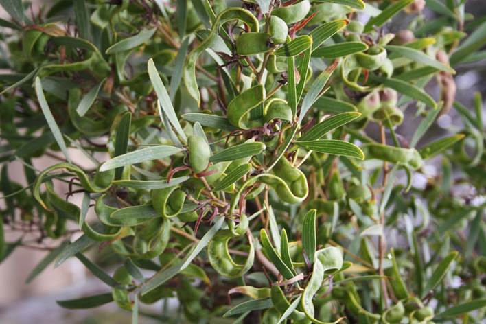 Descripci�n: Descripci�n: D:\JM-disco duro\Vasculares x familia-todas\angiospermas-fotos-icon-textos\Fabaceae\FABACEAE EXOTICAS\Acacia ciclops  Camping Morrillos  )16 de Noviembre del 2012) FJMB (4).JPG