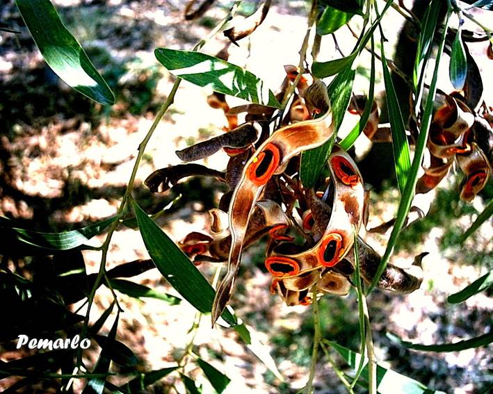 Descripci�n: Descripci�n: https://2.bp.blogspot.com/-MryELlXbEXA/UnQjhvIz4tI/AAAAAAAACyE/-M3QwVEwx3w/s1600/Acacia+cyclops-fuensanta+079.jpg