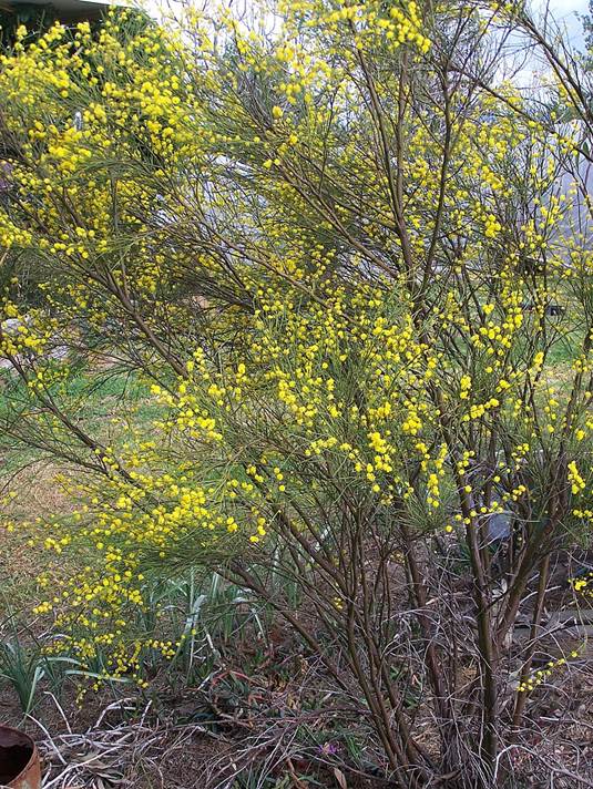 Descripción: Acacia extensa - Wiry Wattle.jpg