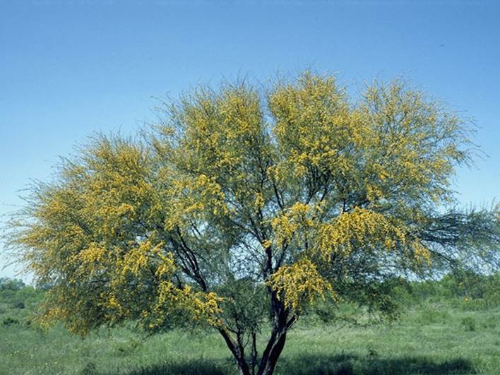 Descripci�n: Vachellia farnesiana (Huisache) #8951