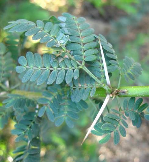 Descripci�n: D:\JM-disco duro\Vasculares x familia-todas\angiospermas-fotos-icon-textos\Fabaceae\FABACEAE EXOTICAS\Acacia karroo. Huechuraba  FJA.JPG