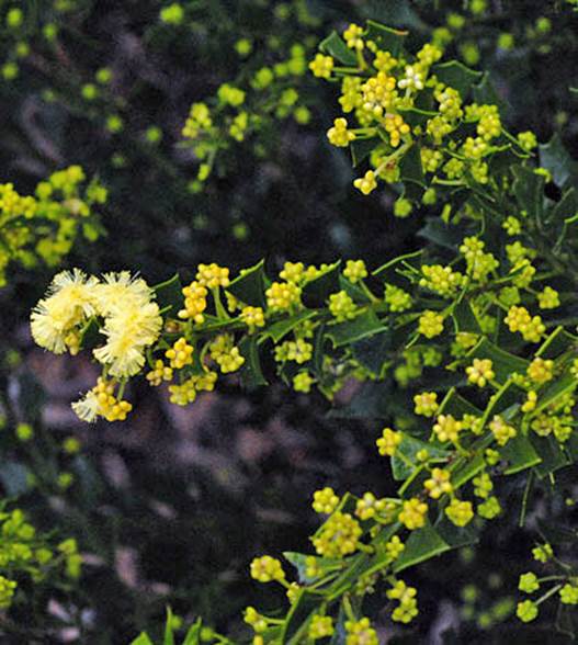 Descripci�n: Acacia littorea close