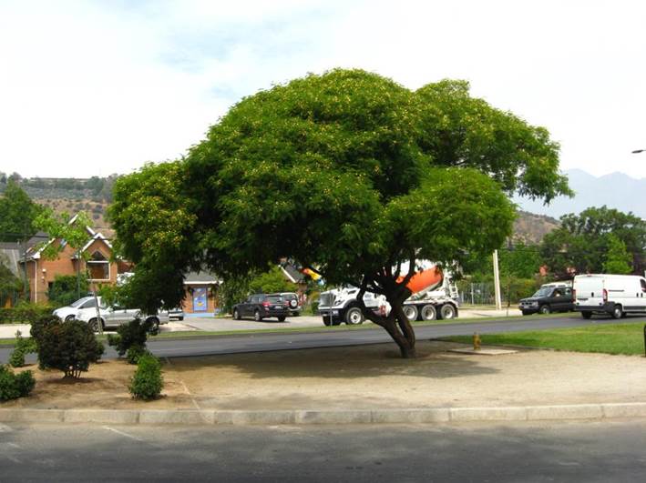 Descripcin: D:\JM-disco duro\Vasculares x familia-todas\angiospermas-fotos-icon-textos\Fabaceae\FABACEAE EXOTICAS\Acacia visco. P Hurtado con Chesterton  FJA.JPG