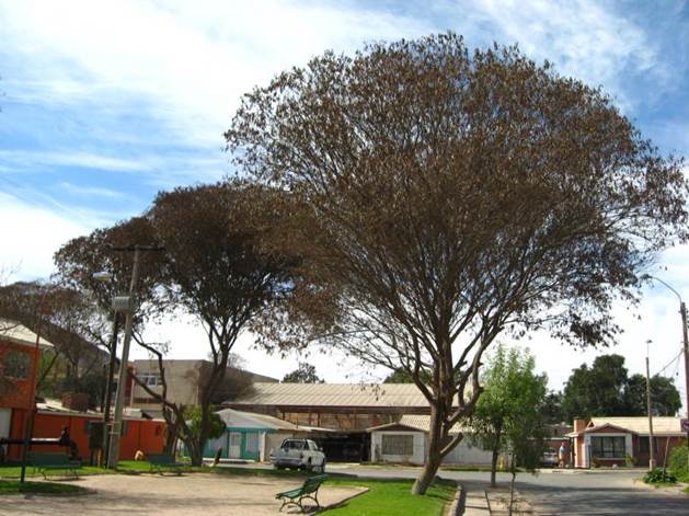 Descripcin: D:\JM-disco duro\Vasculares x familia-todas\angiospermas-fotos-icon-textos\Fabaceae\FABACEAE EXOTICAS\Acacia visco. Copiap  FJA (2).jpg