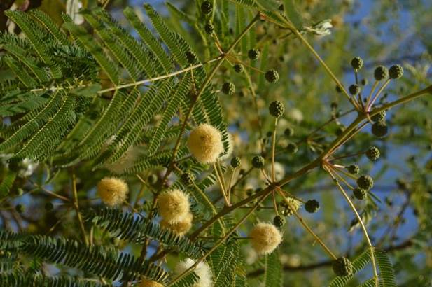 Descripcin: D:\JM-disco duro\Vasculares x familia-todas\angiospermas-fotos-icon-textos\Fabaceae\FABACEAE EXOTICAS\Acacia visco Lorentz ex Griseb. . FJMBJPG (2).JPG
