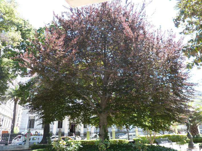 Descripci�n: Descripci�n: D:\flores x genero\flora generos por alfabeto\fotos d-g\Fagus\P1180143 fagus sylvatica MR.jpg