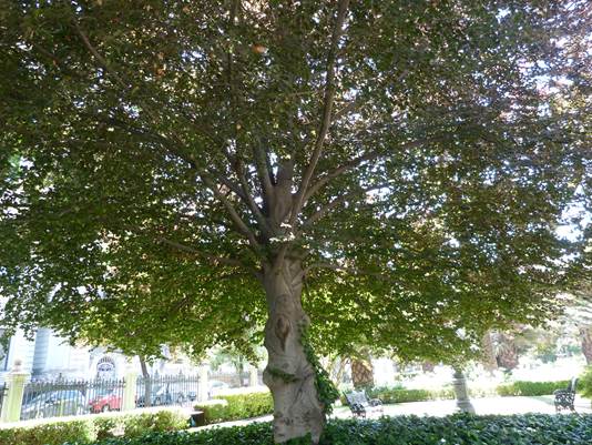 Descripci�n: Descripci�n: D:\flores x genero\flora generos por alfabeto\fotos d-g\Fagus\P1180140 fagus sylvatica-congreso MR.jpg