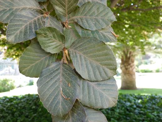 Descripci�n: Descripci�n: D:\flores x genero\flora generos por alfabeto\fotos d-g\Fagus\P1180153 fagus sylvatica-MR-hojas.jpg