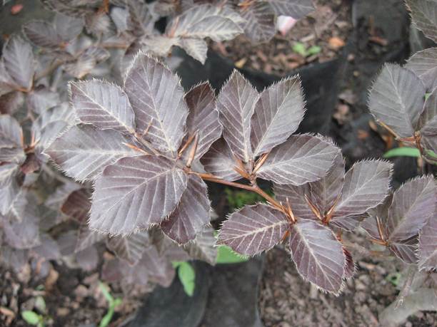 Descripci�n: Descripci�n: D:\JM-disco duro\Vasculares x familia-todas\angiospermas-fotos-icon-textos\FAGACEAE   EXOTICAS\Fagus sylvatica atropurpurea   FJA (2).jpg