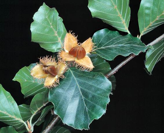 Descripci�n: Descripci�n: Fagus sylvatica - Monaco Nature Encyclopedia