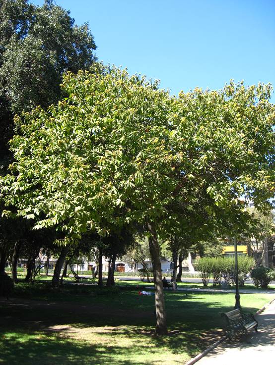 Descripci�n: Descripci�n: D:\JM-disco duro\Vasculares x familia-todas\angiospermas-fotos-icon-textos\FAGACEAE   EXOTICAS\Castanea sativa  FJA (2).JPG