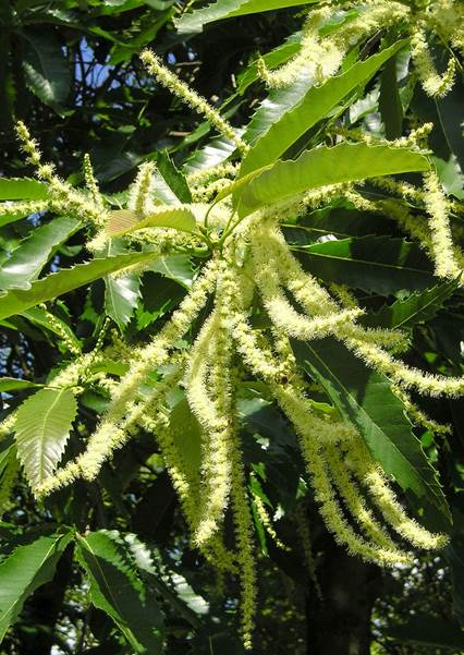 Descripci�n: Descripci�n: D:\JM-disco duro\Vasculares x familia-todas\FOTOS\FOTOS  CARPETAS DISCO ORIGINAL (SIN ORDEN)\FAGACEAE EXOTICAS  I  DCJMB660088\Castanea sativa  FW7179691.jpg