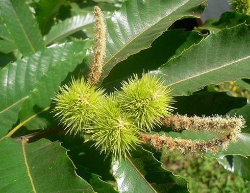 Descripci�n: Descripci�n: D:\JM-disco duro\Vasculares x familia-todas\FOTOS\FOTOS  CARPETAS DISCO ORIGINAL (SIN ORDEN)\FAGACEAE EXOTICAS  I  DCJMB660088\Castanea sativa  FW37516.jpg