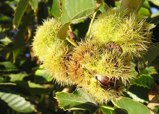 Descripci�n: Descripci�n: D:\JM-disco duro\Vasculares x familia-todas\FOTOS\FOTOS  CARPETAS DISCO ORIGINAL (SIN ORDEN)\FAGACEAE EXOTICAS  I  DCJMB660088\Castanea sativa  FW68058710.jpg