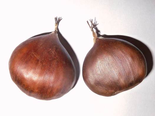 Descripci�n: Descripci�n: https://upload.wikimedia.org/wikipedia/commons/3/3f/C._sat-nux-1.jpg