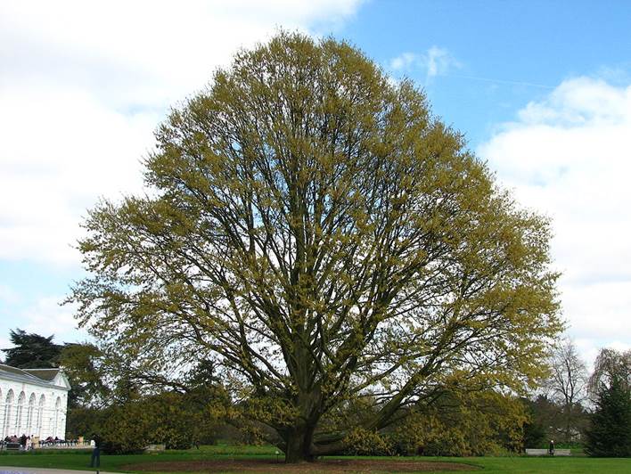 Descripci�n: Quercus castaneifolia2 kew.jpg