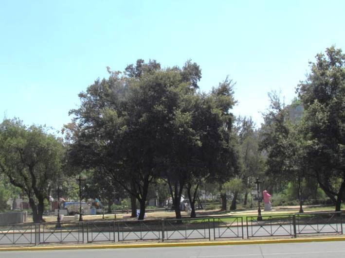 Descripción: Descripción: D:\flores x genero\Ornamentales varias\Ornamentales\flora ornamental\356_2910\Quercus ilex (8).JPG