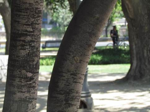 Descripción: Descripción: D:\flores x genero\Ornamentales varias\Ornamentales\flora ornamental\356_2910\quercus ilex (5).JPG