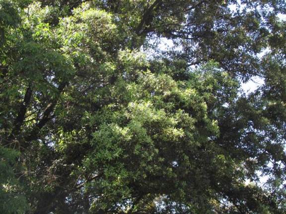 Descripción: Descripción: D:\flores x genero\Ornamentales varias\Ornamentales\flora ornamental\356_2910\quercus ilex.JPG