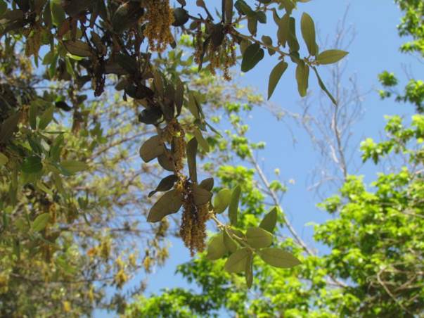 Descripción: Descripción: D:\flores x genero\Ornamentales varias\Ornamentales\flora ornamental\356_2910\quercus ilex (7).JPG