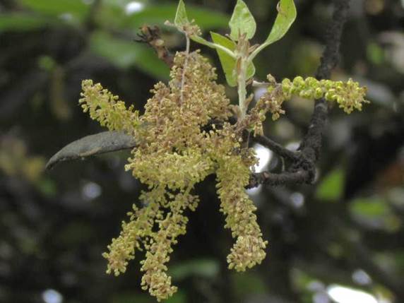 Descripción: Descripción: D:\flores x genero\Ornamentales varias\Ornamentales\Jardines y parques\parques, calles y jardines santiago\parque Bustamante\parque Bustamante 10-2016\IMG_2367 quercus ilex (2).JPG